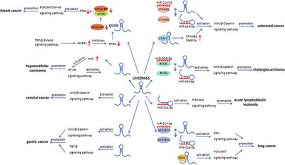 The Emerging Roles of LINC00665 in Human Cancers